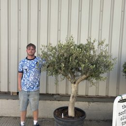Mature Olive tree for sale