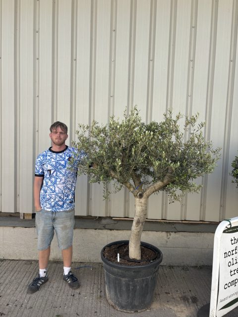Mature Olive tree for sale