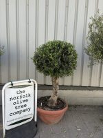 Olive Tree - Topiary Ball Shaped