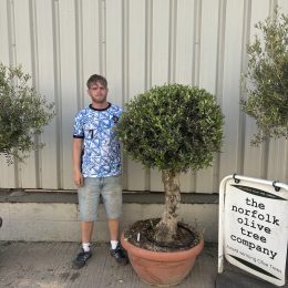 Olive Tree - Topiary Ball Shaped