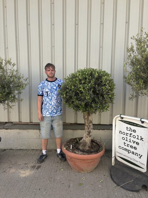 Olive Tree - Topiary Ball Shaped