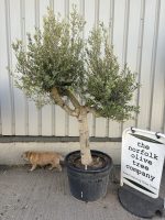 Mature Olive tree for sale