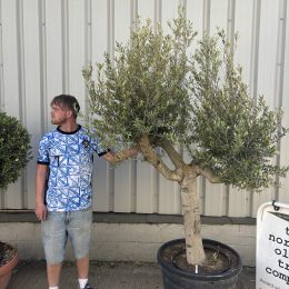 Mature Olive tree for sale. Delivery included.