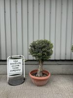 Olive Tree - Topiary Ball Shaped