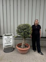Olive Tree - Topiary Ball Shaped