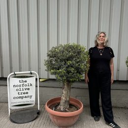 Olive Tree - Topiary Ball Shaped