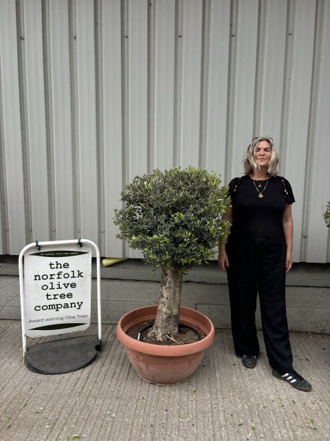 Olive Tree - Topiary Ball Shaped