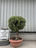 Olive Tree - Topiary Ball Shaped
