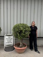 Olive Tree - Topiary Ball Shaped