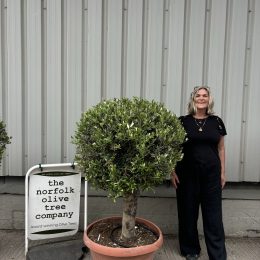 Olive Tree - Topiary Ball Shaped