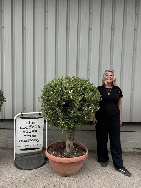 Olive Tree - Topiary Ball Shaped