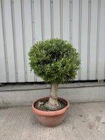 Olive Tree - Topiary Ball Shaped