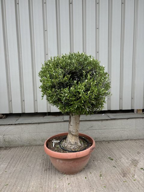 Olive Tree - Topiary Ball Shaped