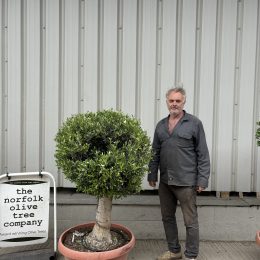 Olive Tree - Topiary Ball Shaped