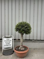 Olive Tree - Topiary Ball Shaped