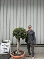 Olive Tree - Topiary Ball Shaped