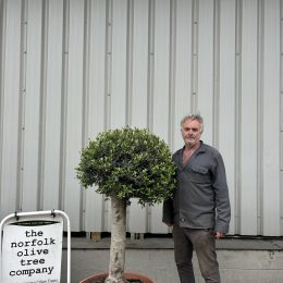 Olive Tree - Topiary Ball Shaped