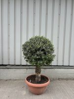 Olive Tree - Topiary Ball Shaped