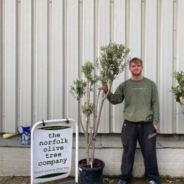 Multi-stem Olive tree. Delivery included.