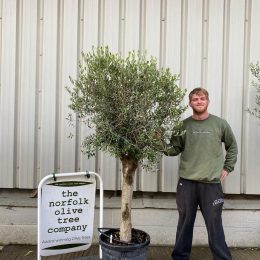 Arbequina olive tree. Delivery included.