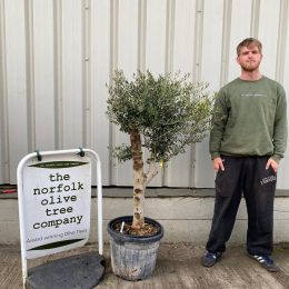 Arbequina olive tree