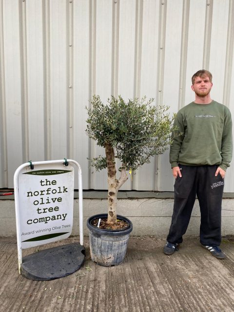 Arbequina olive tree