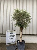 Arbequina olive tree