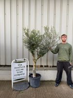 Arbequina olive tree