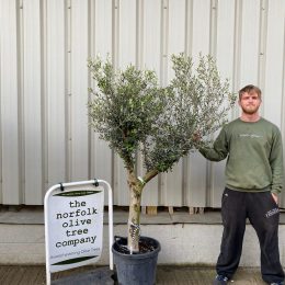 Arbequina olive tree