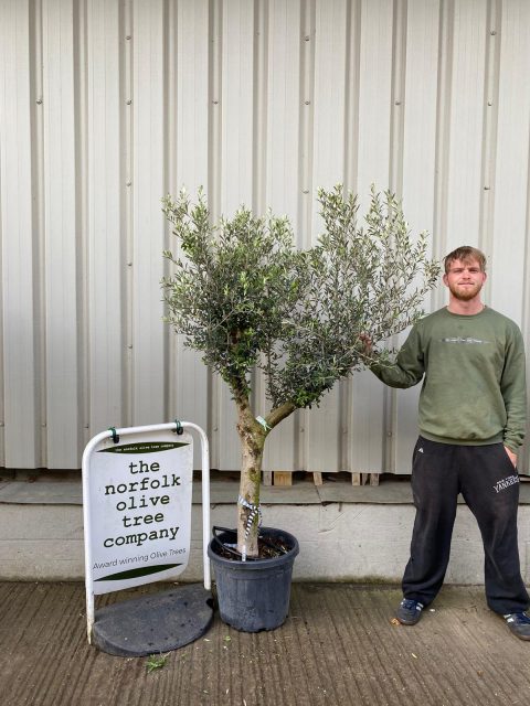 Arbequina olive tree