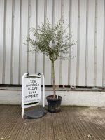 Tuscan Olive tree