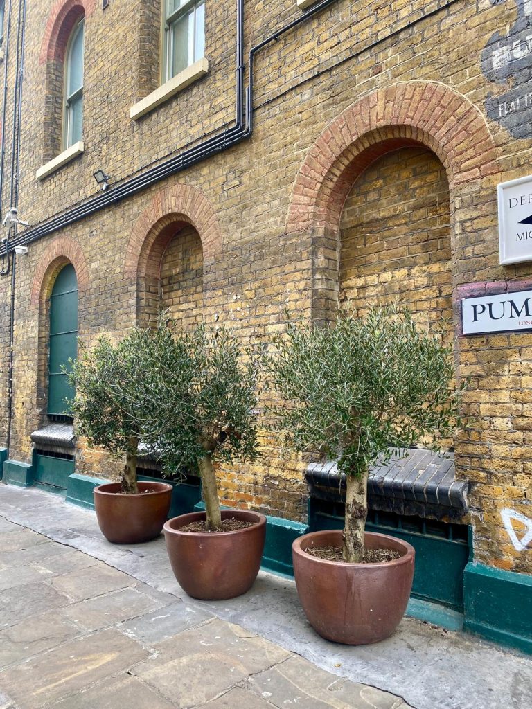 Olive trees London