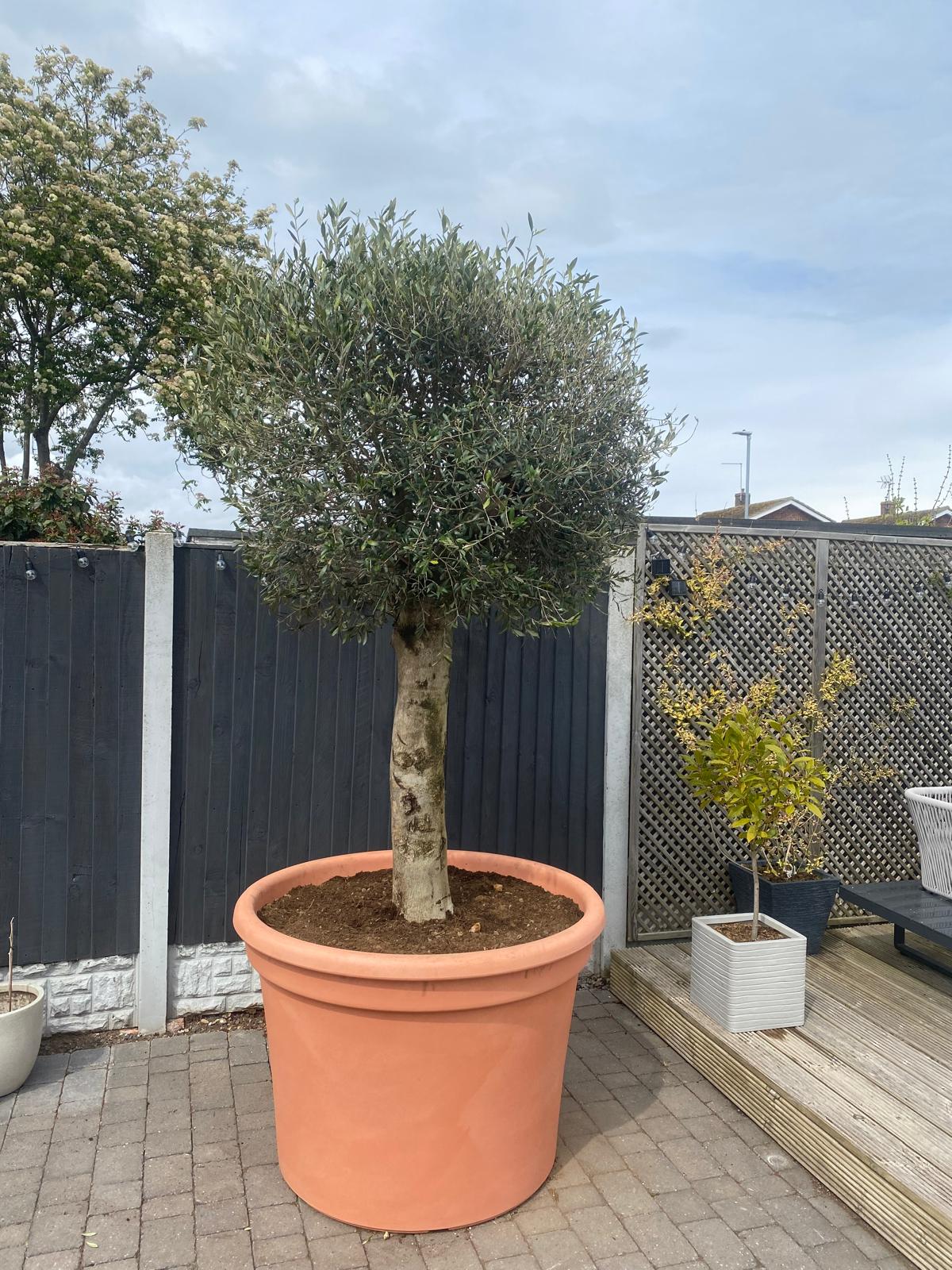 Y.S. OLIVE TREES PARADISE 4/4 ビンテージ【整備品】 53c23d7f-4386-4b44-838c-3f7f423179dd - The Norfolk Olive Tree Company