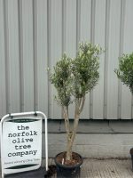 Multi-stem Olive tree