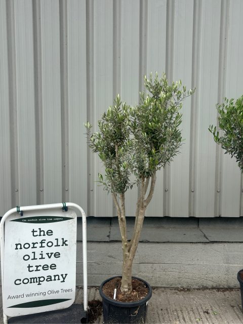 Multi-stem Olive tree