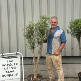 Multi-stem Olive tree. Free delivery.