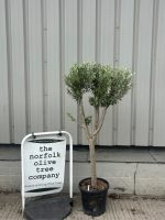 Multi-stem Olive tree