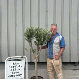 Multi-stem Olive tree