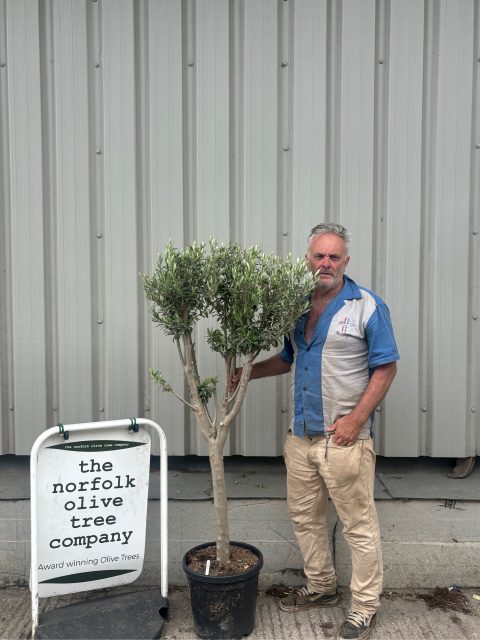 Multi-stem Olive tree