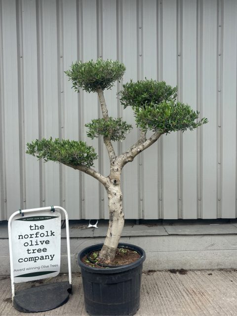 Smooth stem cloud tree