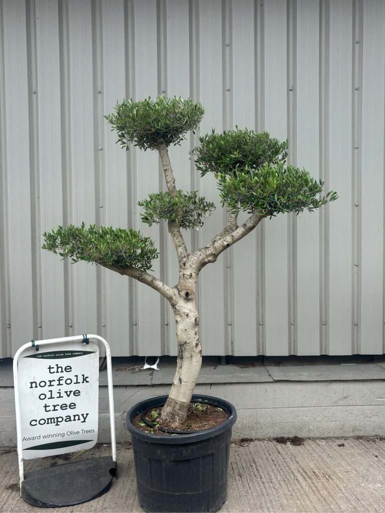 Smooth stem cloud tree