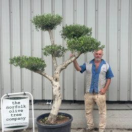 Smooth stem cloud tree
