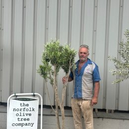 Multi-stem Olive tree