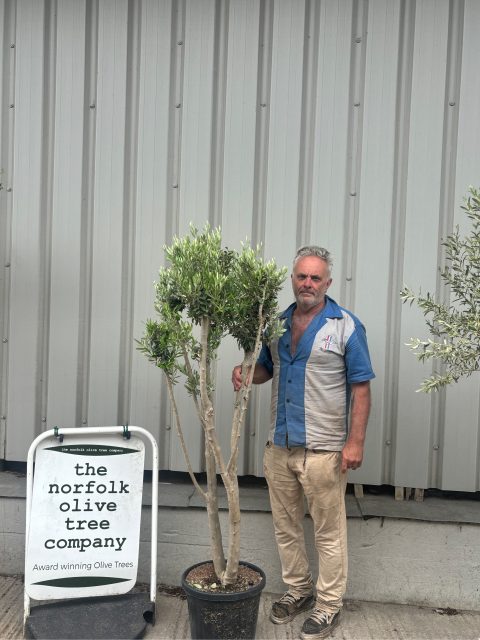 Multi-stem Olive tree
