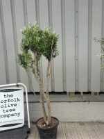Multi-stem Olive tree