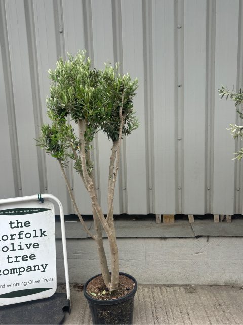 Multi-stem Olive tree