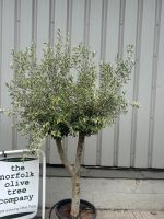 Vase shaped Olive tree