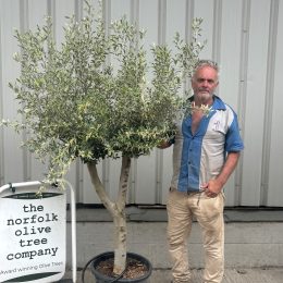 Vase shaped Olive tree delivery included