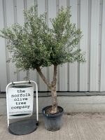 Vase shaped Olive tree
