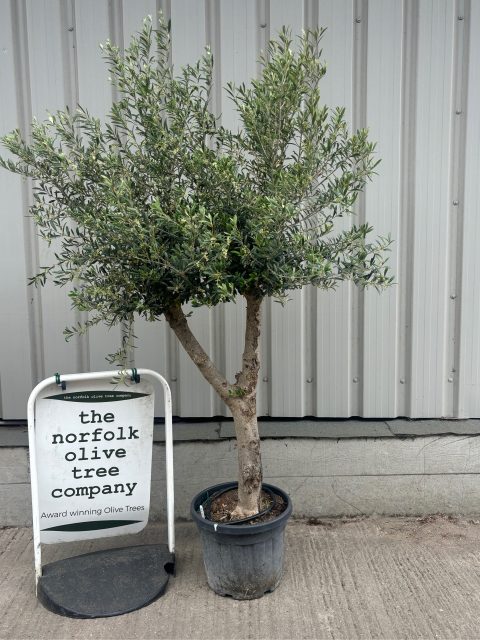 Vase shaped Olive tree